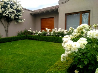 Rosas iceberg y buxus en su esplendor!